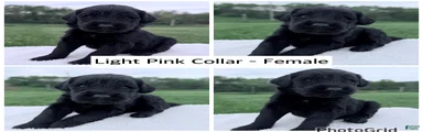 Goldendoodle Puppy - Light Pink Collar Female