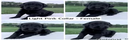 Goldendoodle dogs for sale: Goldendoodle Puppy - Light Pink Collar Female - Ad 1