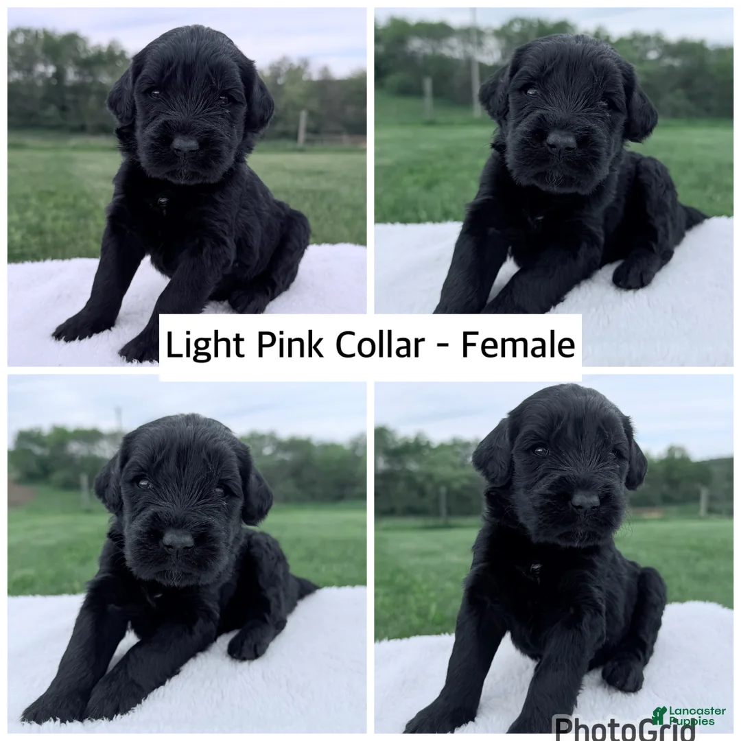 Goldendoodle dogs for sale: Goldendoodle Puppy - Light Pink Collar Female - Ad 1