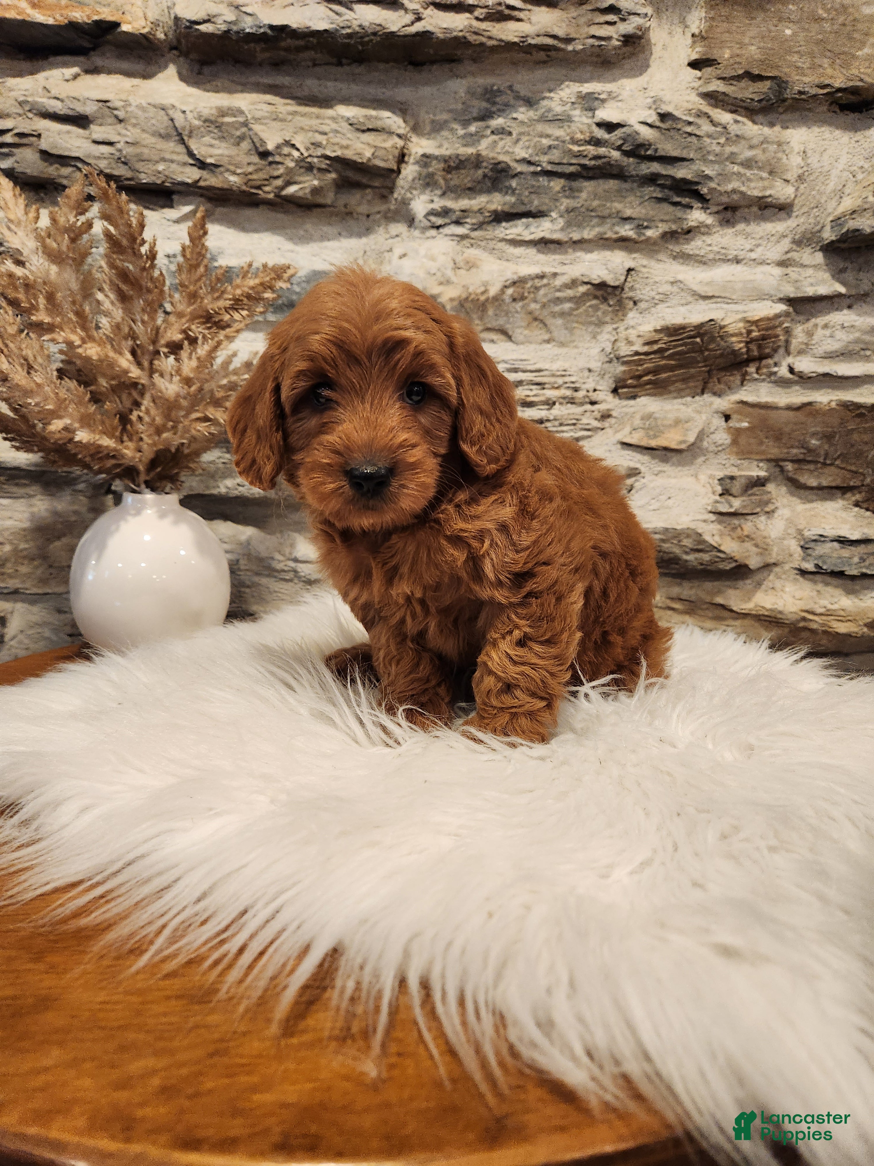 Mini Goldendoodle dogs BELLA - Mini Goldendoodle Puppy 7 - Ad 1
