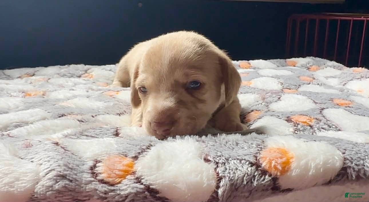 Miniature Dachshund dogs Miniature Dachshund Puppy 4 - Ad 1