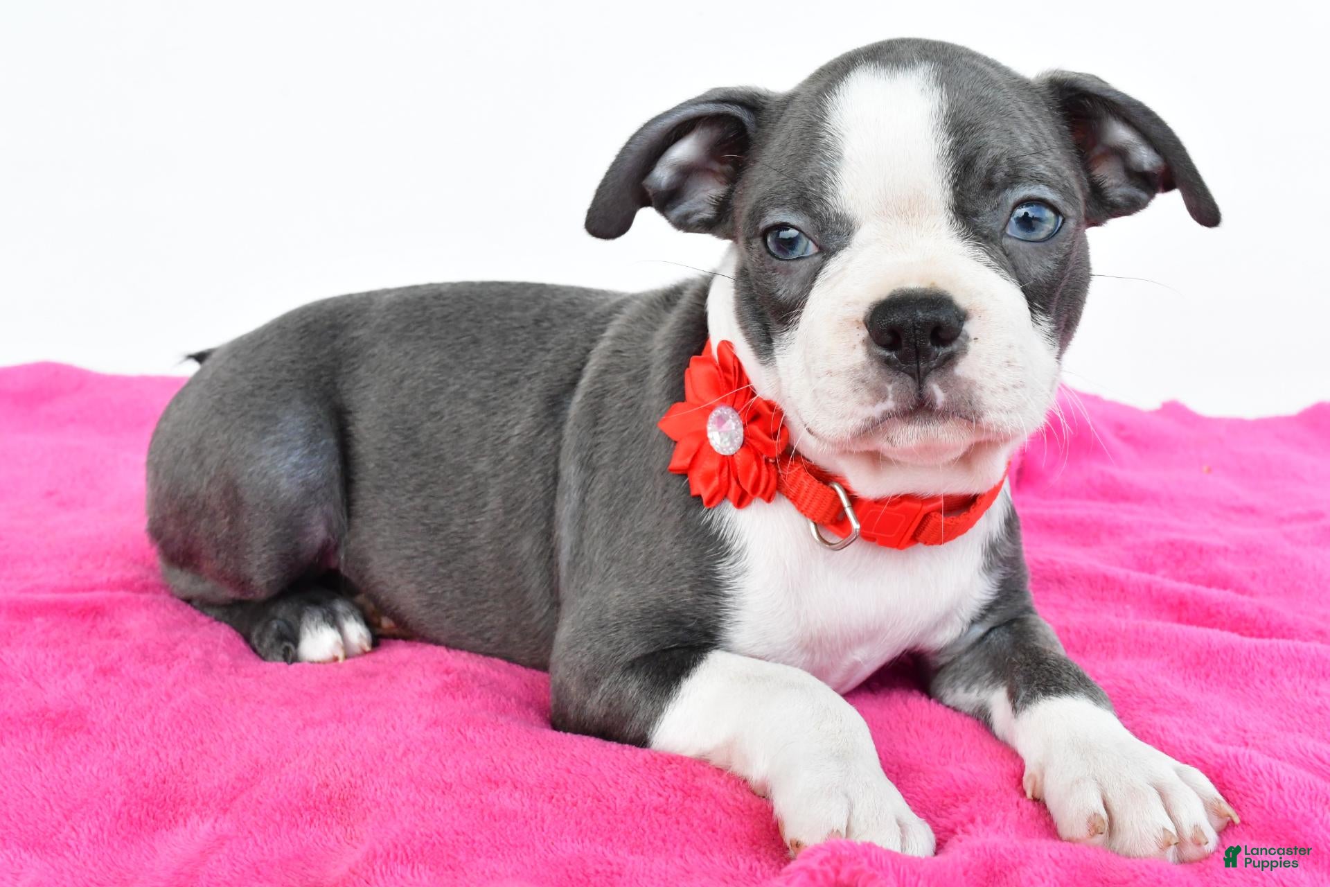Boston Terrier dogs Sara - Ad 2