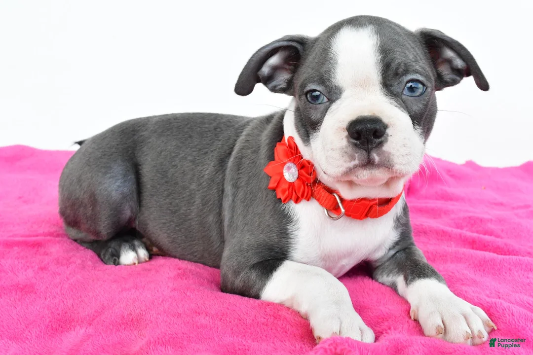 Boston Terrier dogs for sale: Sara - Ad 2