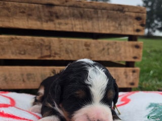 Bernedoodle dogs Yukon - Ad 20
