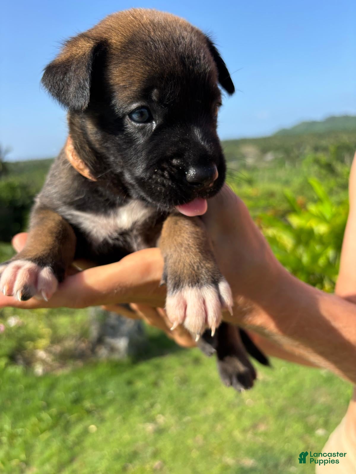 Belgian Malinois dogs Belgian Malinois 4 (Princess)  - Ad 40