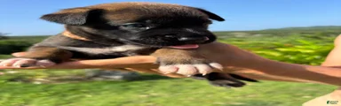 Belgian Malinois 4 (Princess) 