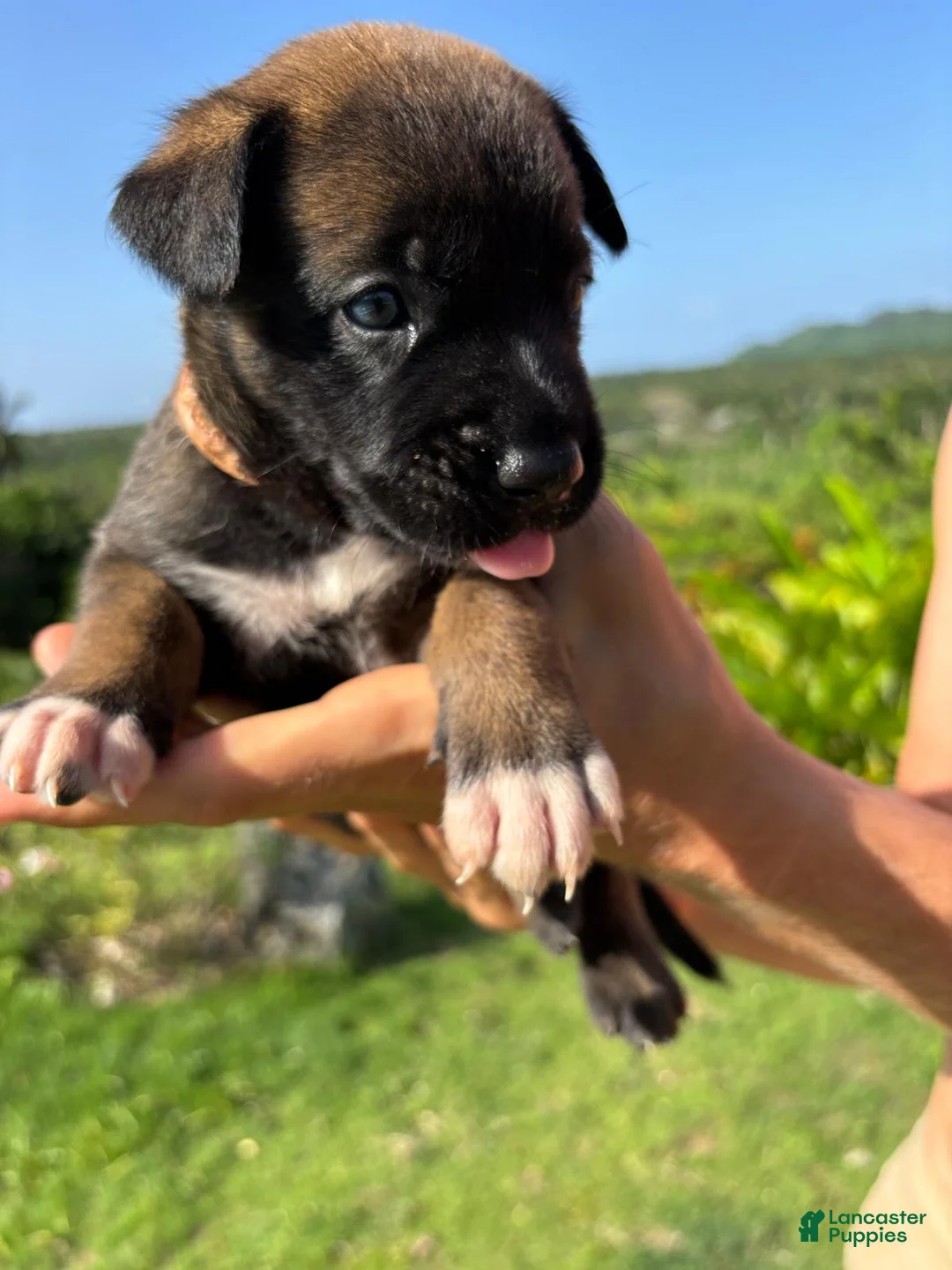Belgian Malinois dogs for sale: Belgian Malinois 4 (Princess)  - Ad 1