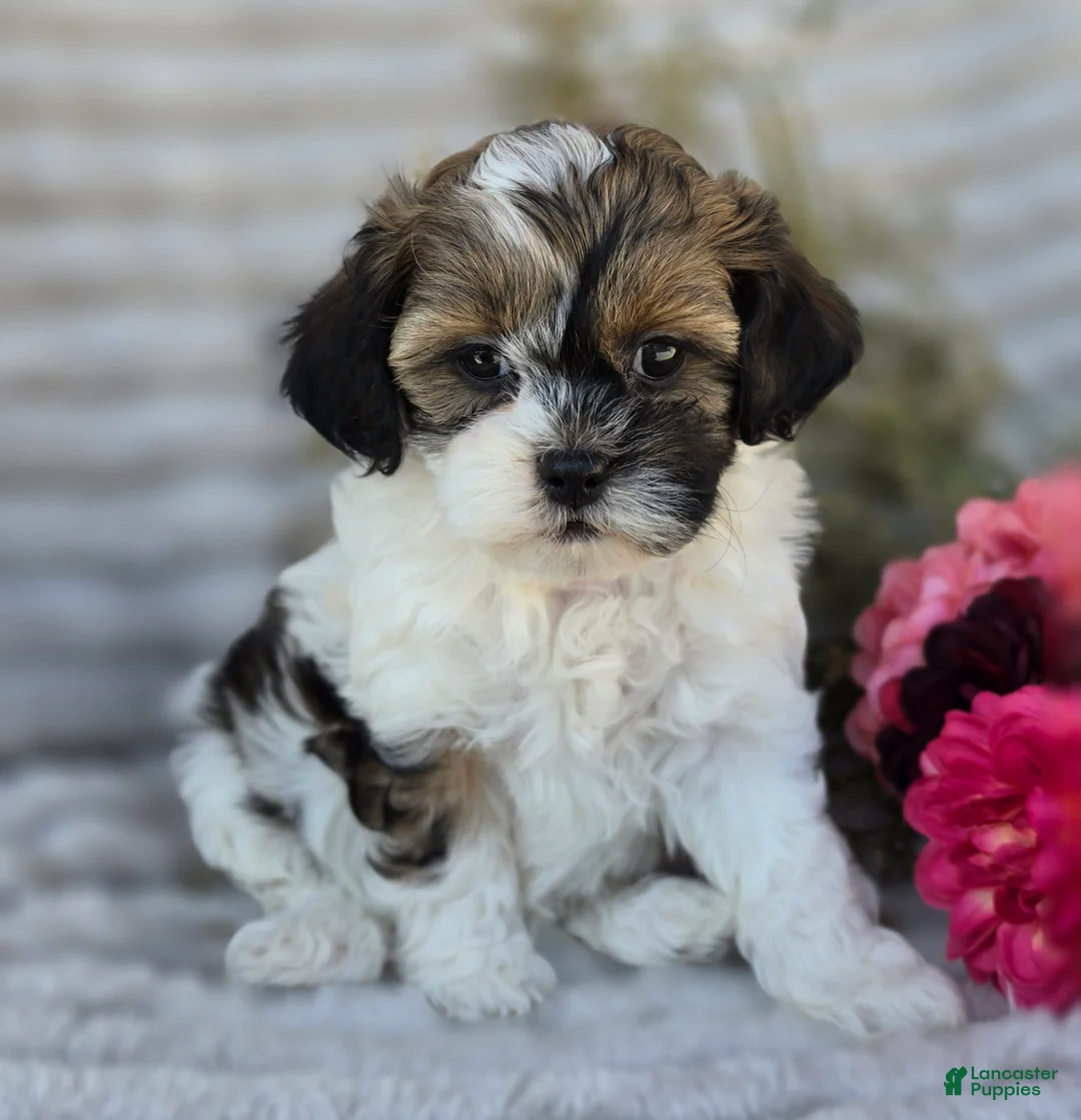 Shihpoo dogs for sale: Nova - Ad 1
