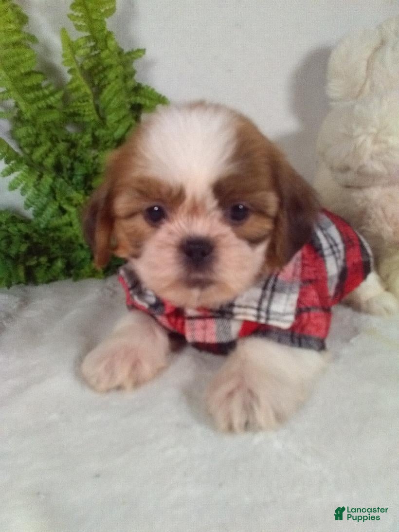 Shih Tzu dogs Asher - Ad 2