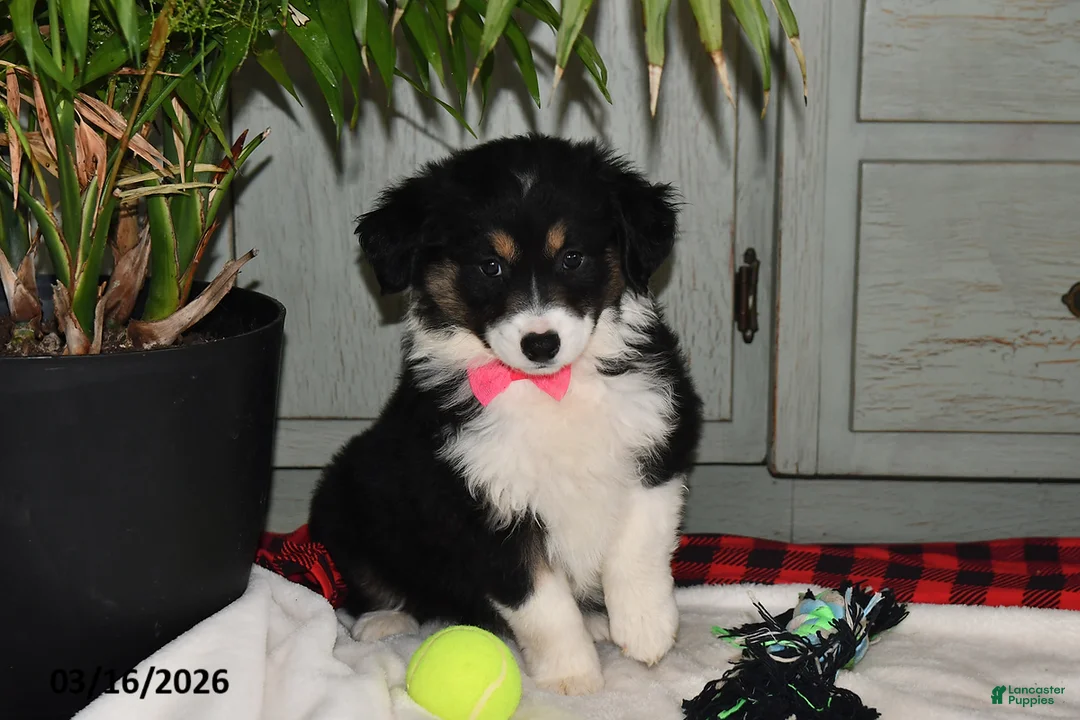 Australian Shepherd dogs for sale: Nicki - Ad 1