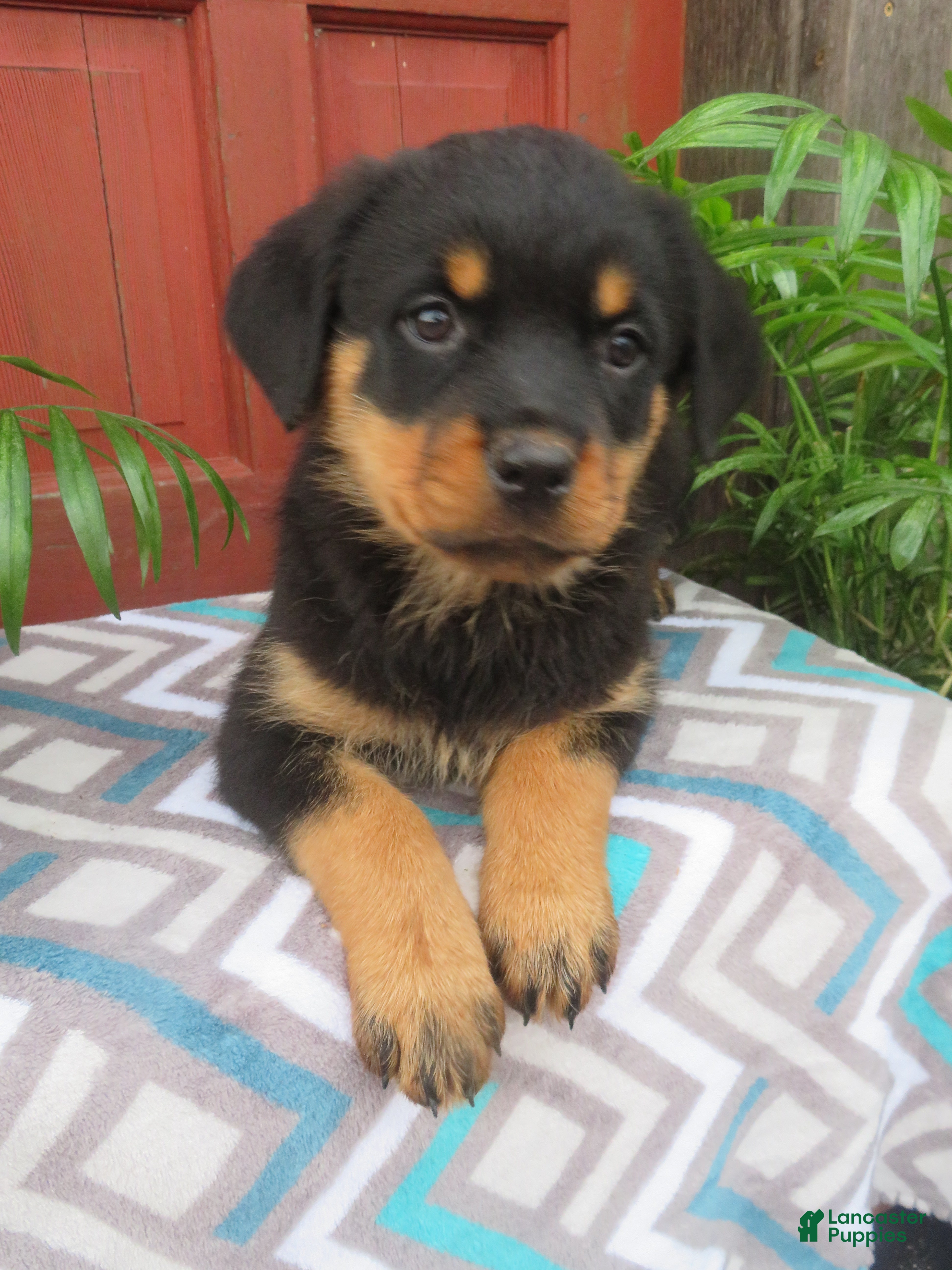 Rottweiler dogs Lindsey - Ad 1