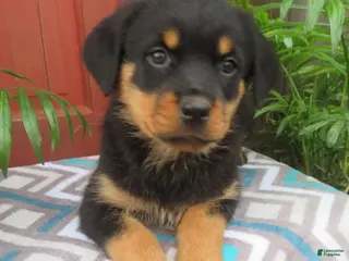 Rottweiler dogs for sale: Lindsey - Ad 2