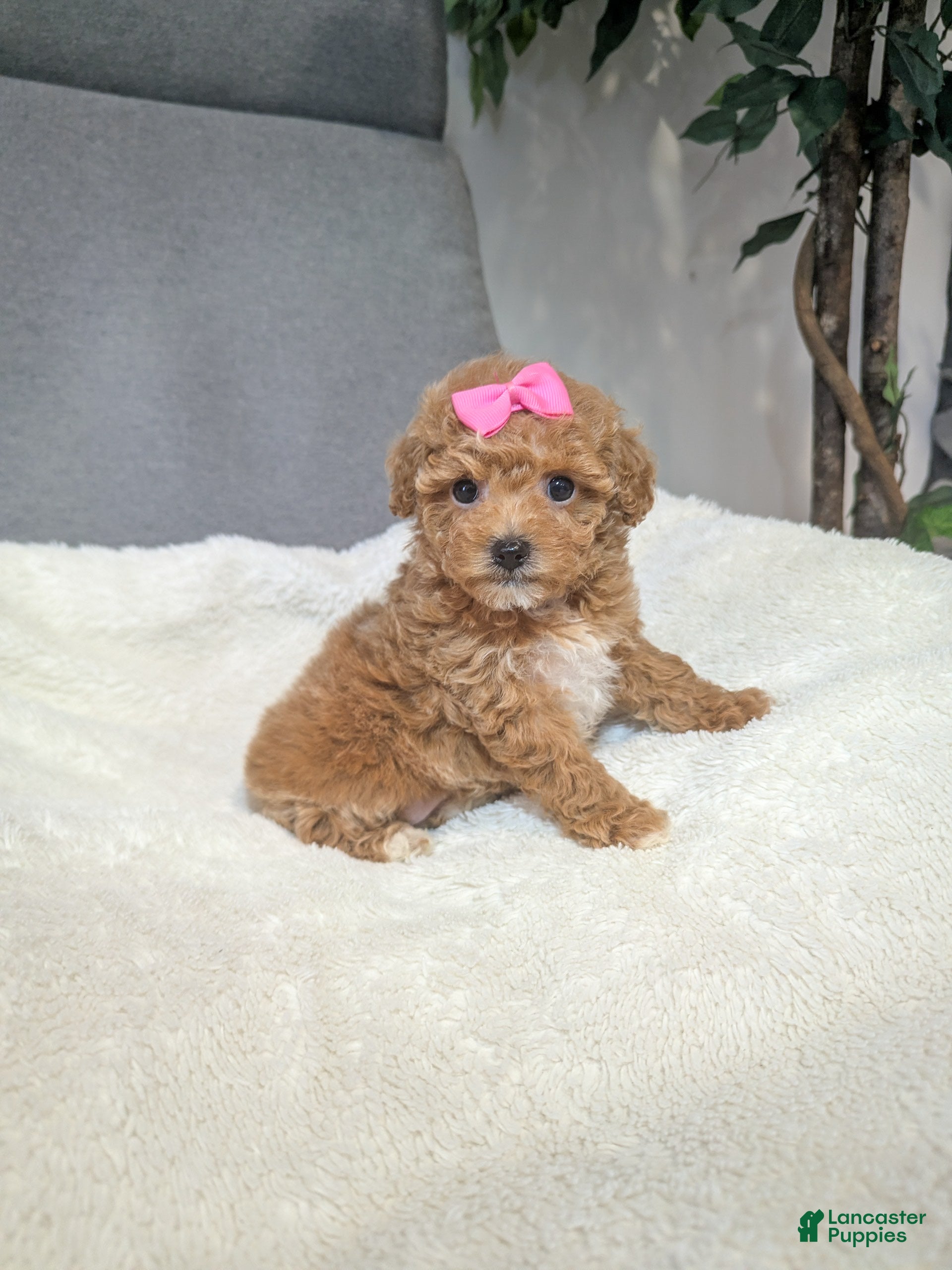 Toy Poodle dogs Gigi - Ad 25
