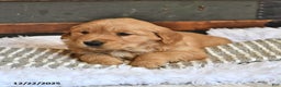 Golden Retriever dogs for sale: Sugar Kiss - Ad 4