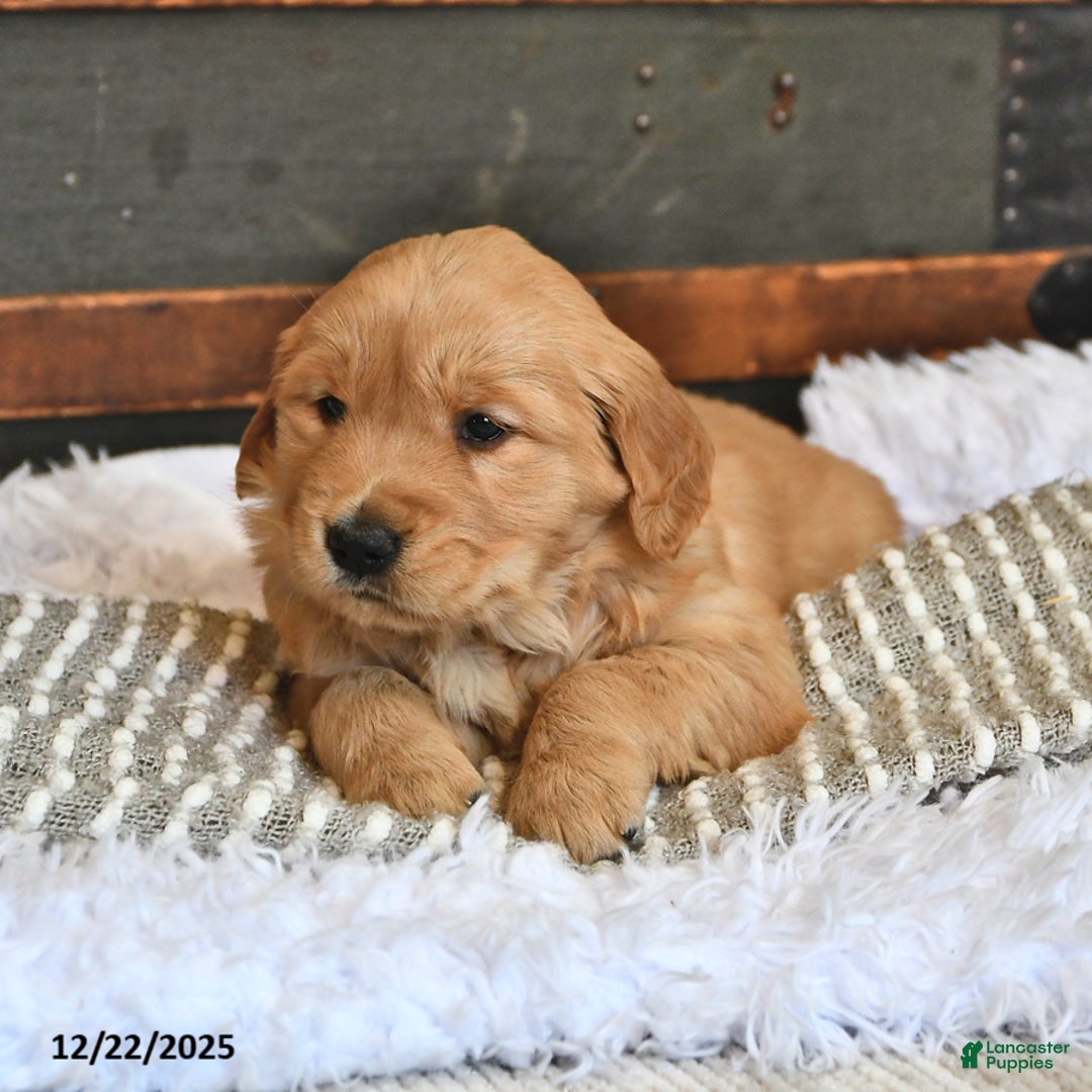 Golden Retriever dogs for sale: Sugar Kiss - Ad 4