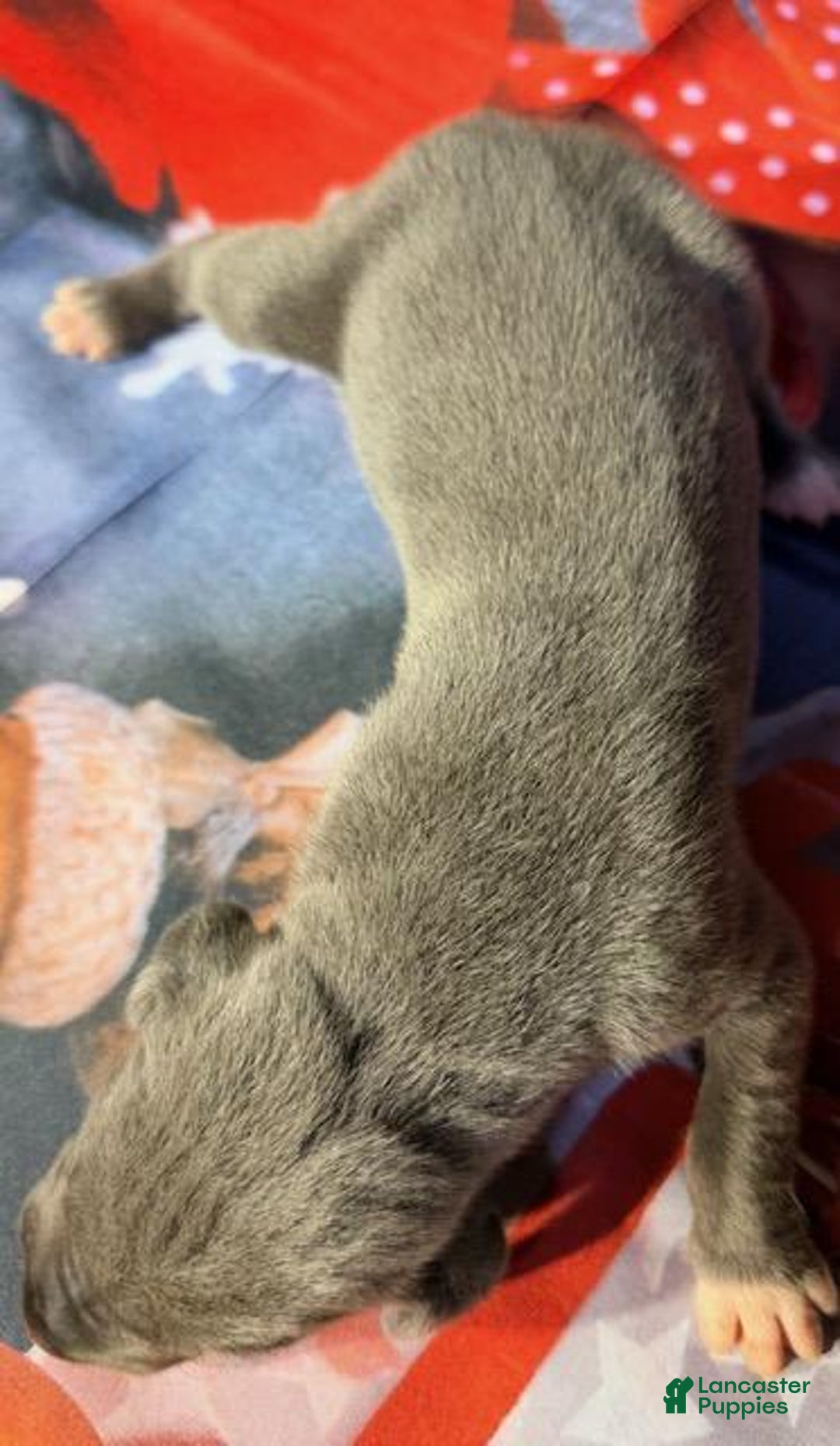 Great Dane dogs for sale: Winona - Blue - Ad 1