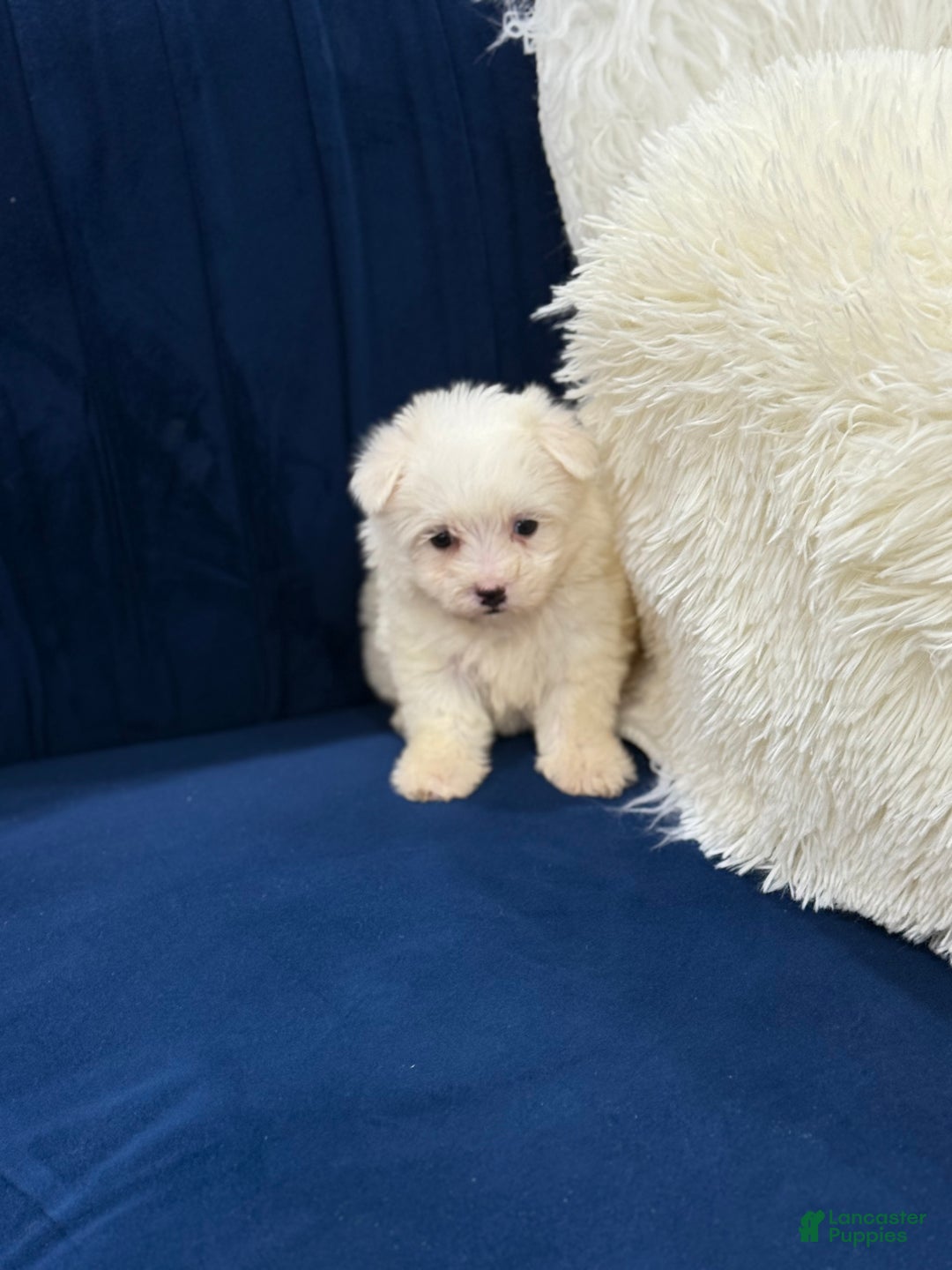 Maltese dogs for sale: Maltese  - Ad 2