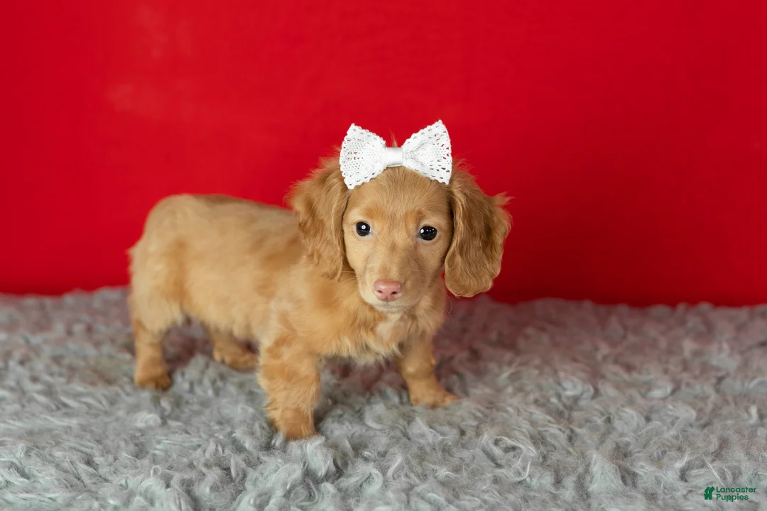 Miniature Dachshund dogs for sale: Olivia  - Ad 3