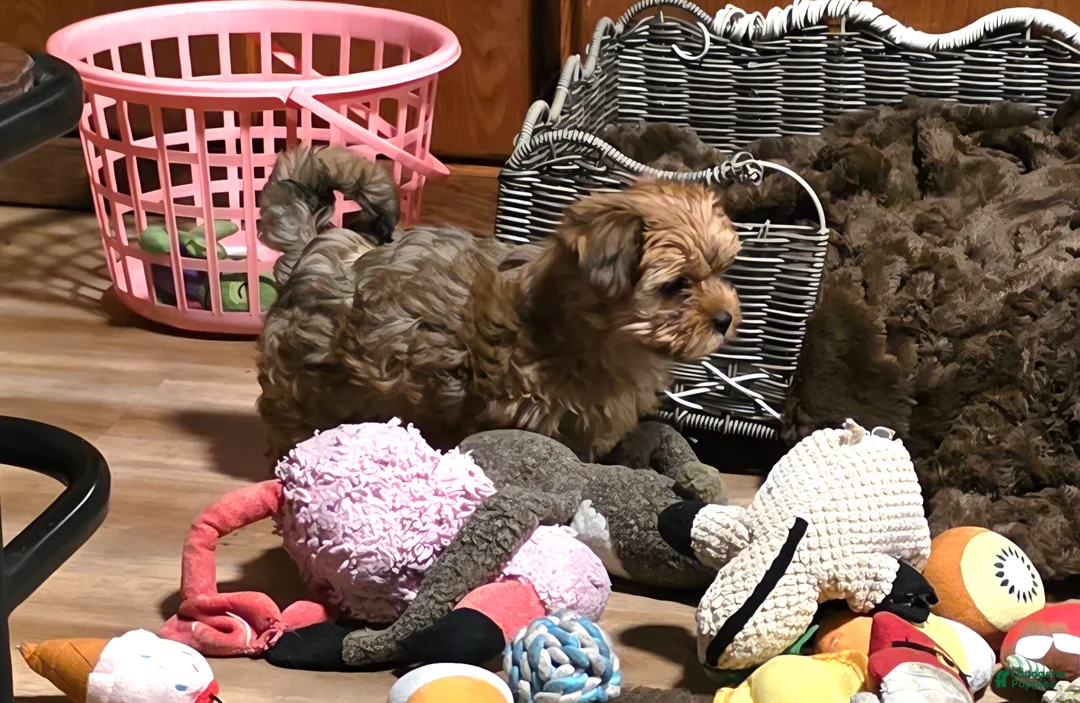 Yorkiepoo dogs for sale: Yorkiepoo Puppy 1 - Ad 1