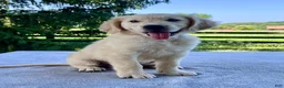 Golden Retriever dogs for sale: Opal - Ad 1