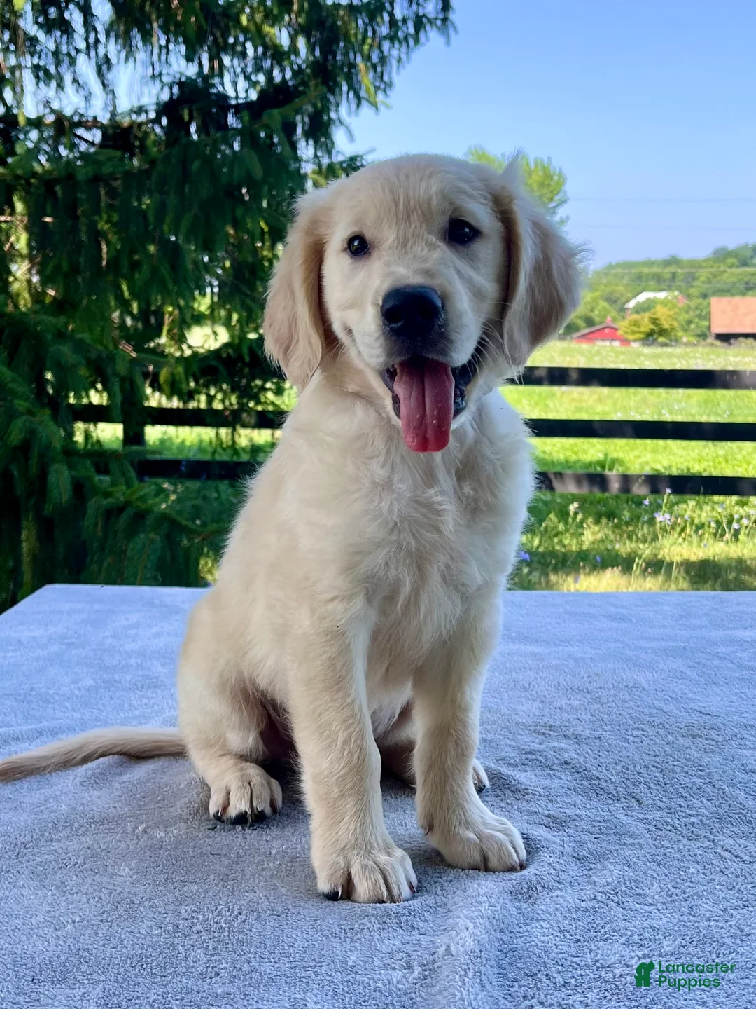 Golden Retriever dogs for sale: Opal - Ad 1