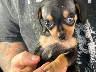 Chiweenie dogs Lyric - Ad 2