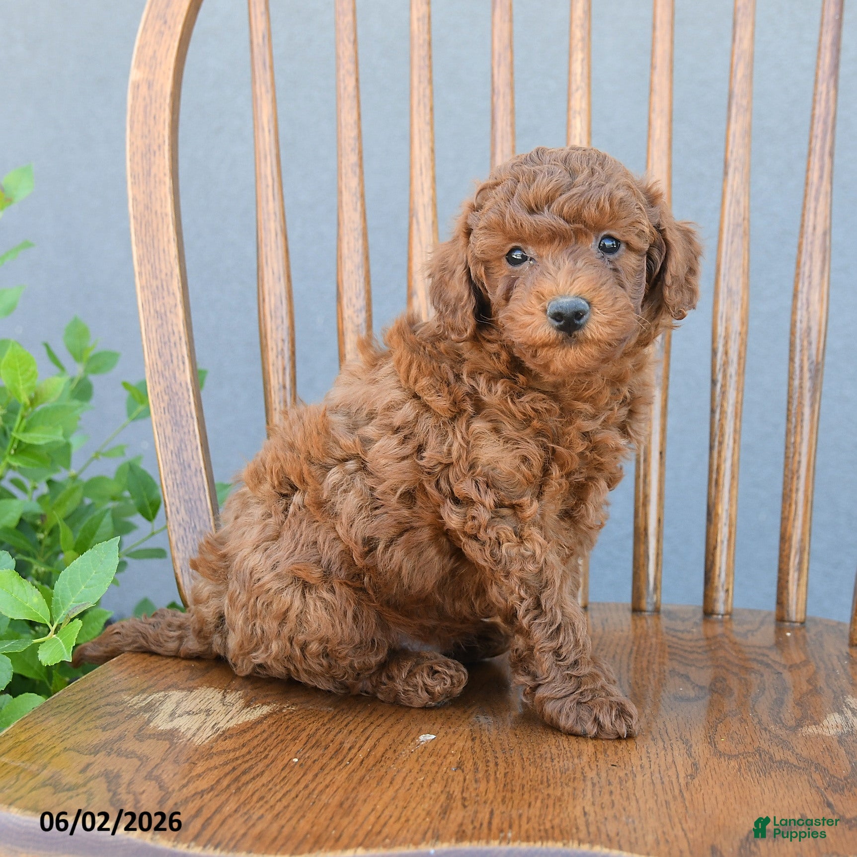 Miniature Poodle dogs for sale: Titus - Ad 5