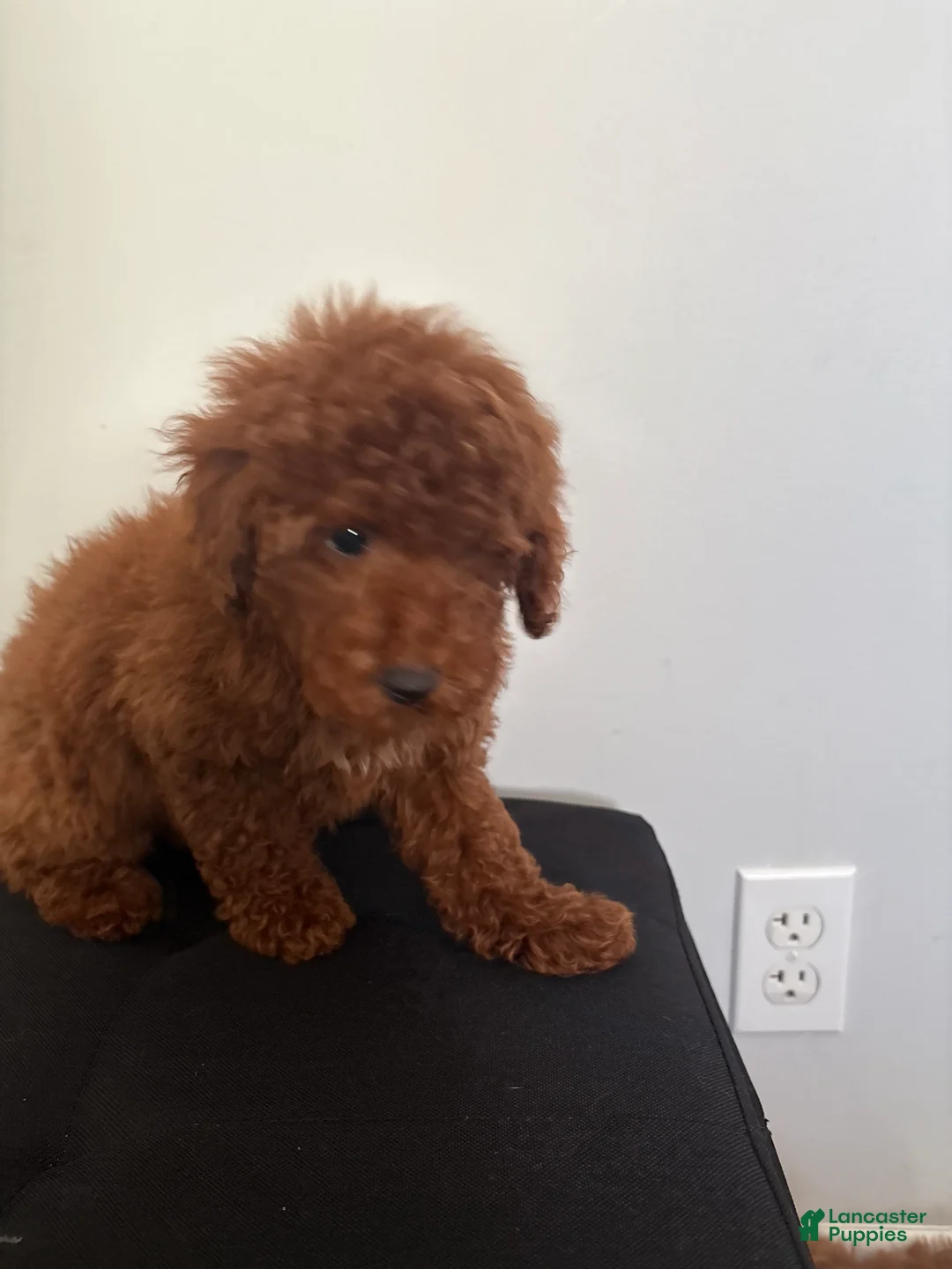 Miniature Poodle dogs for sale: Herbie  - Ad 6