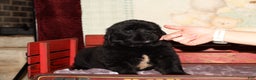 Newfoundland dogs for sale: Storm - Ad 3
