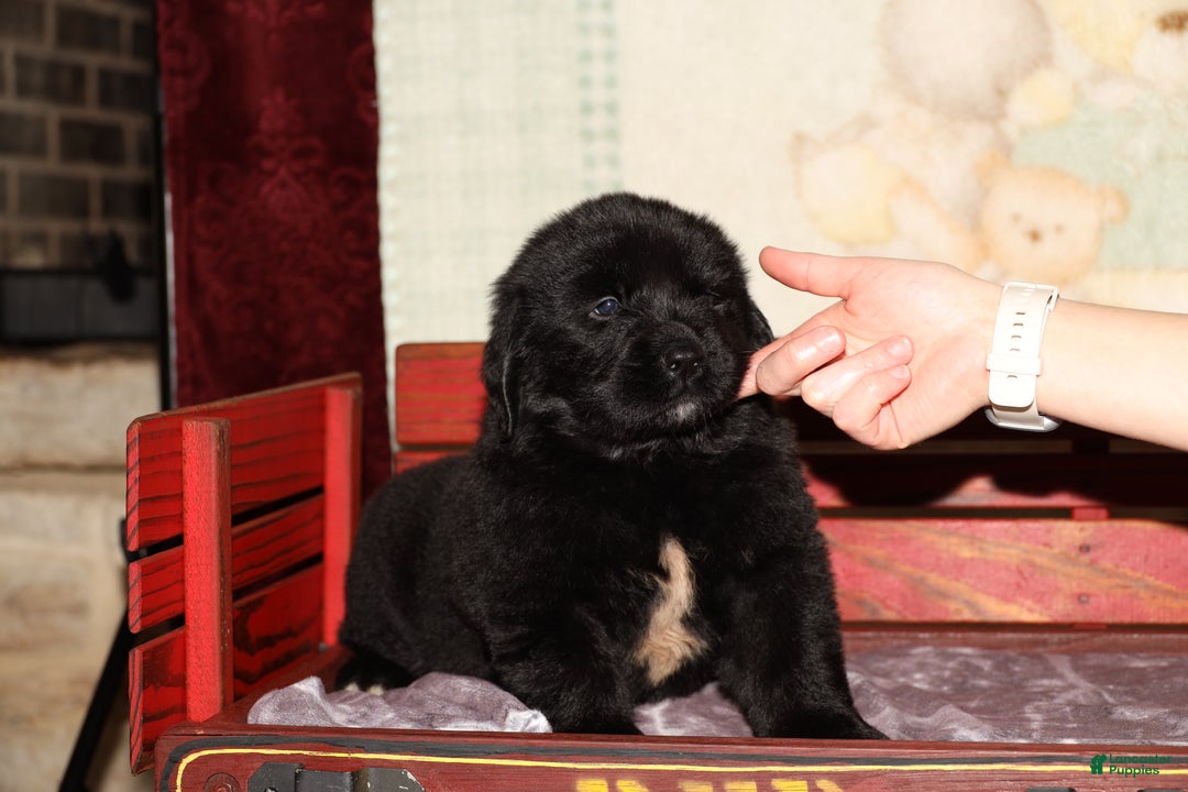 Newfoundland dogs for sale: Storm - Ad 3