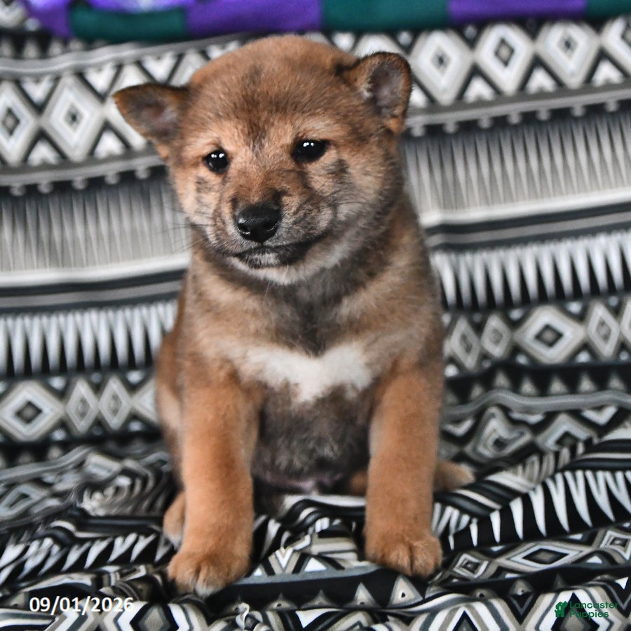 Shiba Inu dogs Korey - Ad 1