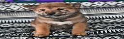 Shiba Inu dogs for sale: Korey - Ad 1