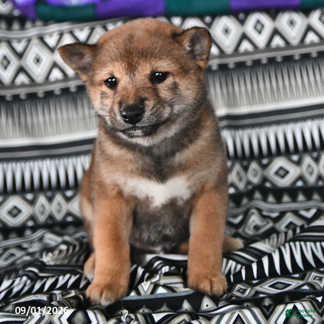 Shiba Inu dogs for sale: Korey - Ad 1
