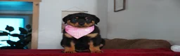 Rottweiler dogs for sale: Bella - Ad 3