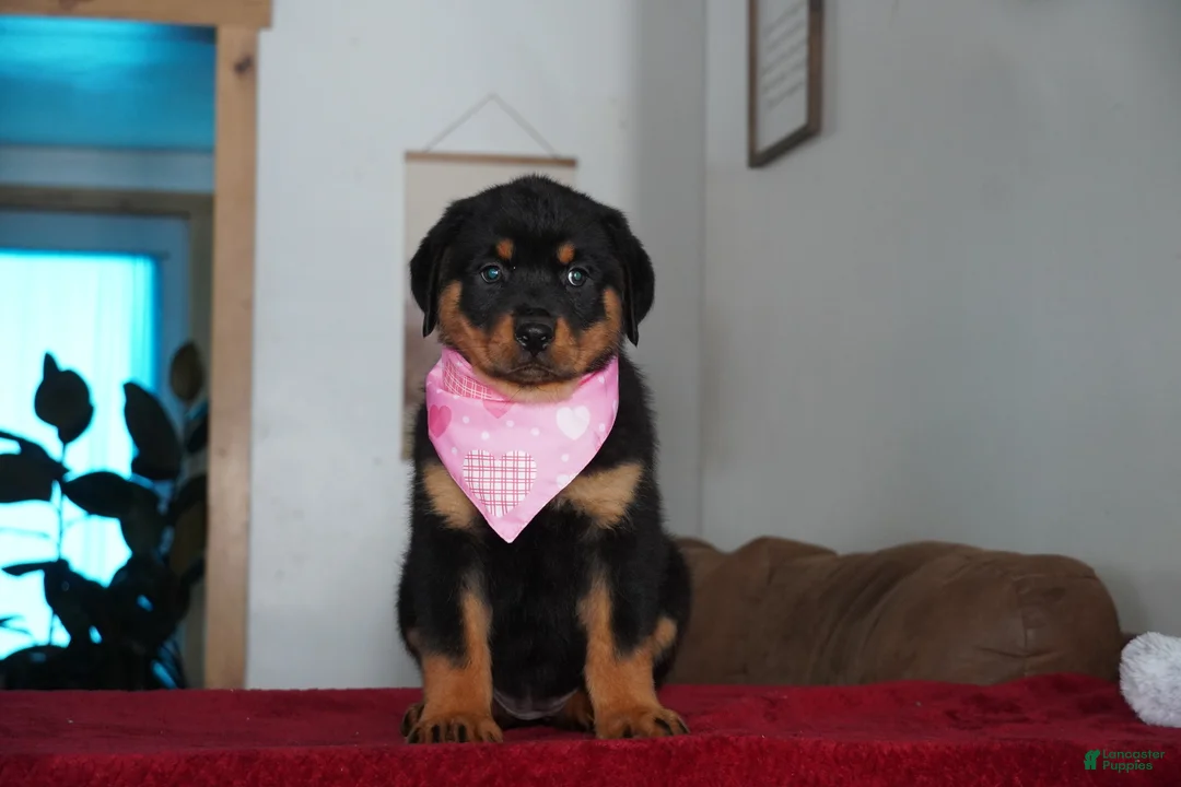 Rottweiler dogs for sale: Bella - Ad 3