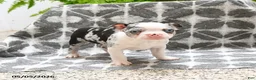 Boston Terrier dogs for sale: Wellington - Ad 4