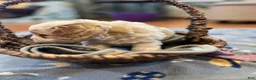 Cockapoo dogs for sale: Buff and white/brown and black nose  - Ad 9