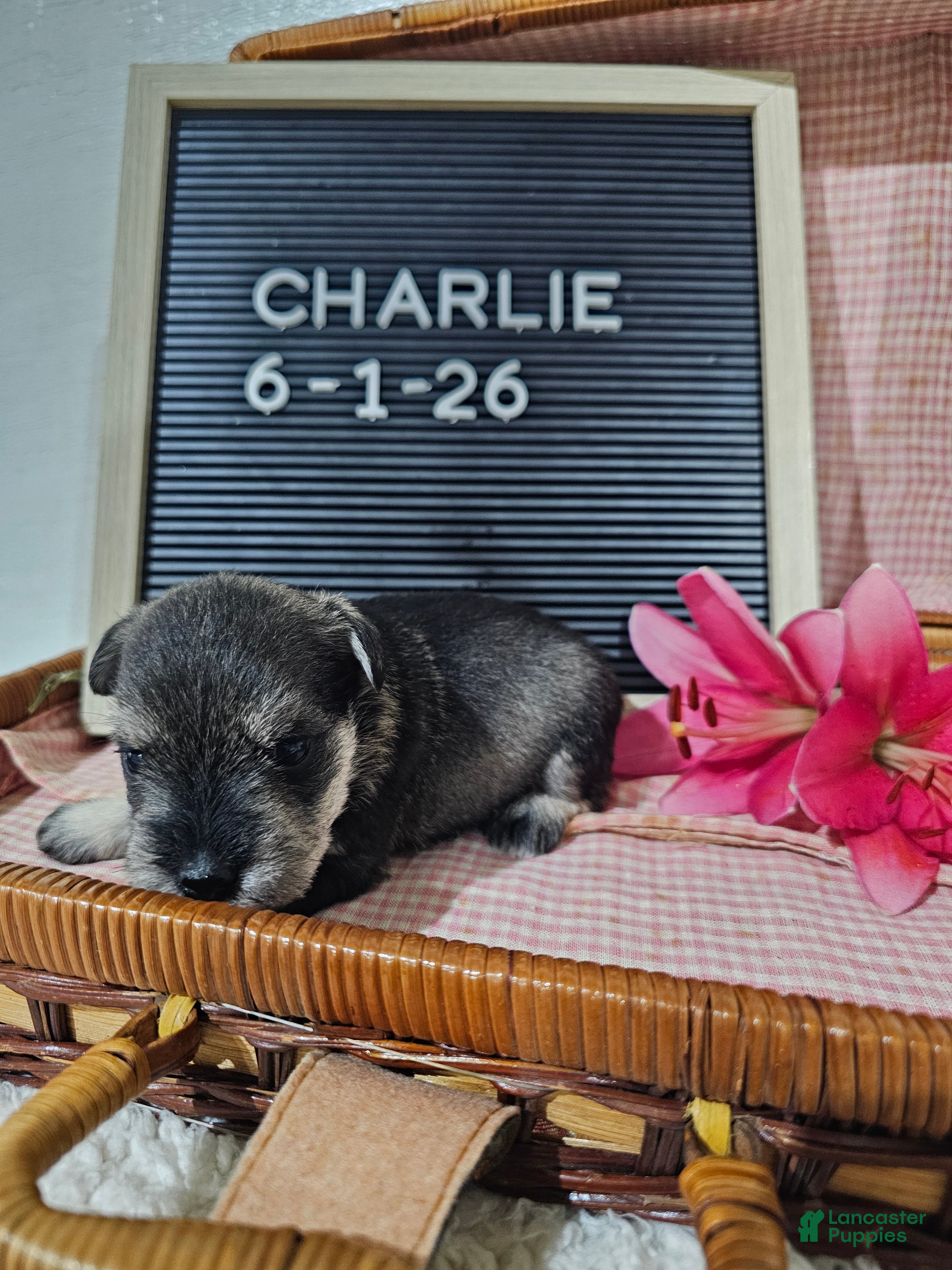 Miniature Schnauzer dogs Charlie - Ad 2