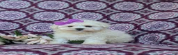 Maltese dogs for sale: Josalyn 7 lbs Full Grown - Ad 3