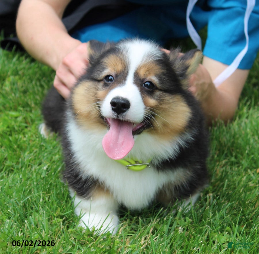 Welsh Corgi Pembroke dogs for sale: Doyle - Ad 1