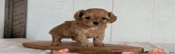 Cavapoo dogs for sale: Rover - Ad 6
