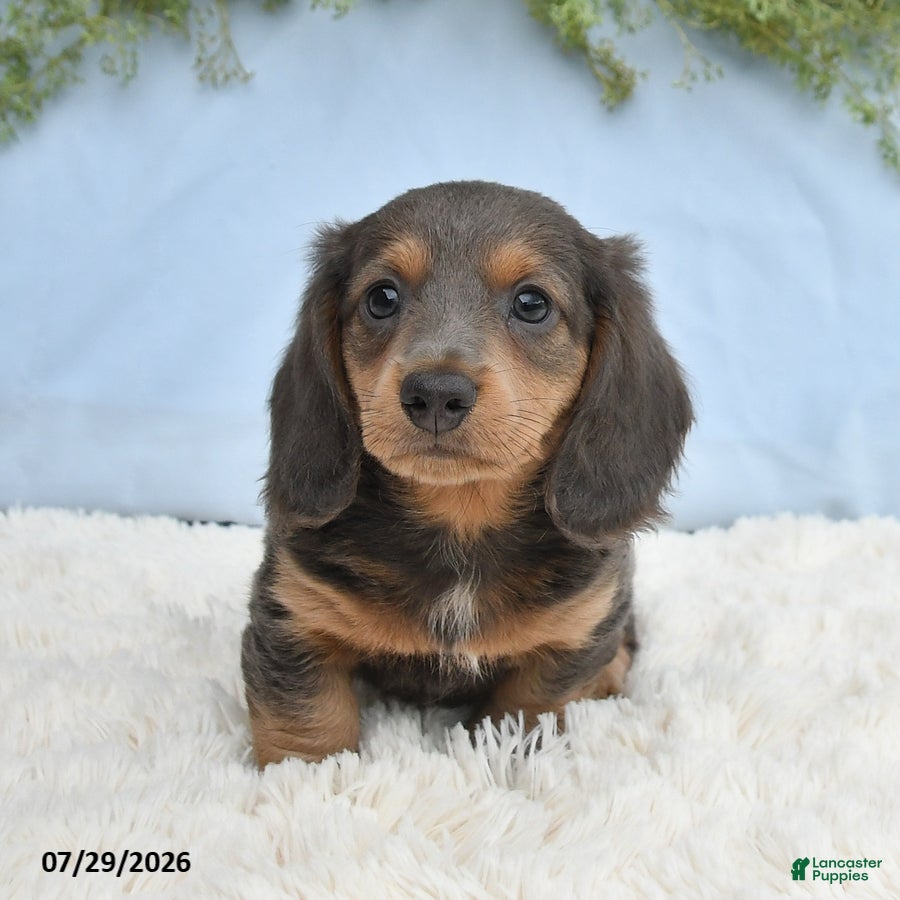 Miniature Dachshund dogs Travis - Ad 2