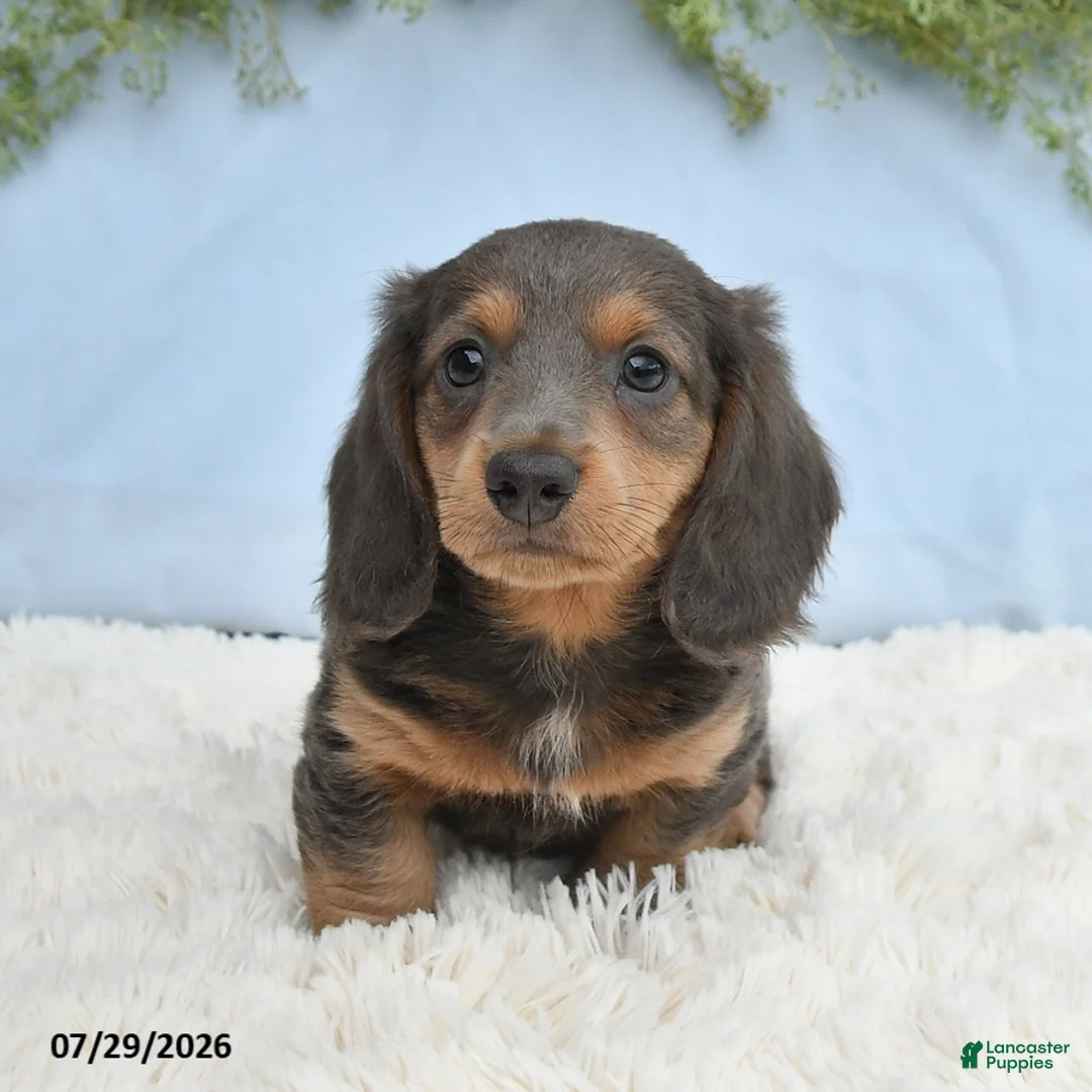 Miniature Dachshund dogs for sale: Travis - Ad 2