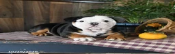 English Bulldog dogs for sale: Wes - Ad 4