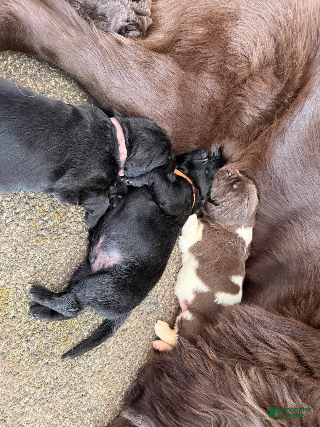 Newfoundland dogs for sale: Newfoundland Puppy 4 Aphrodite - Ad 2