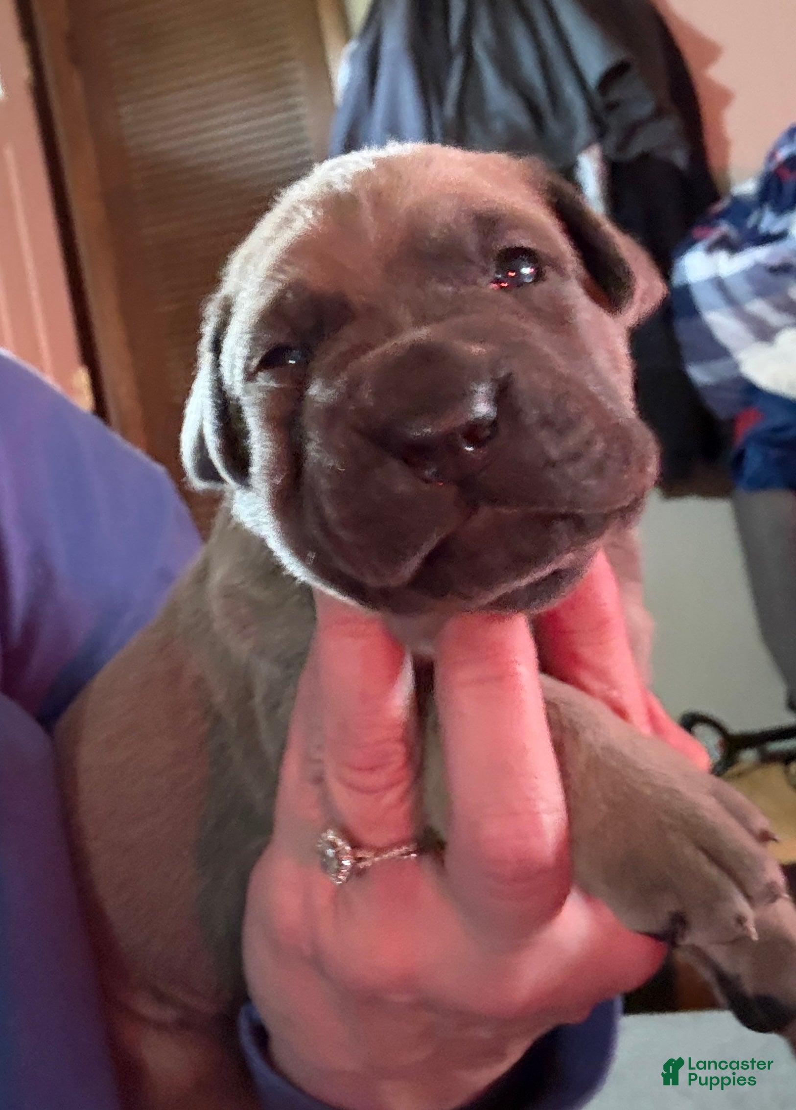 Cane Corso dogs Purple - Ad 7