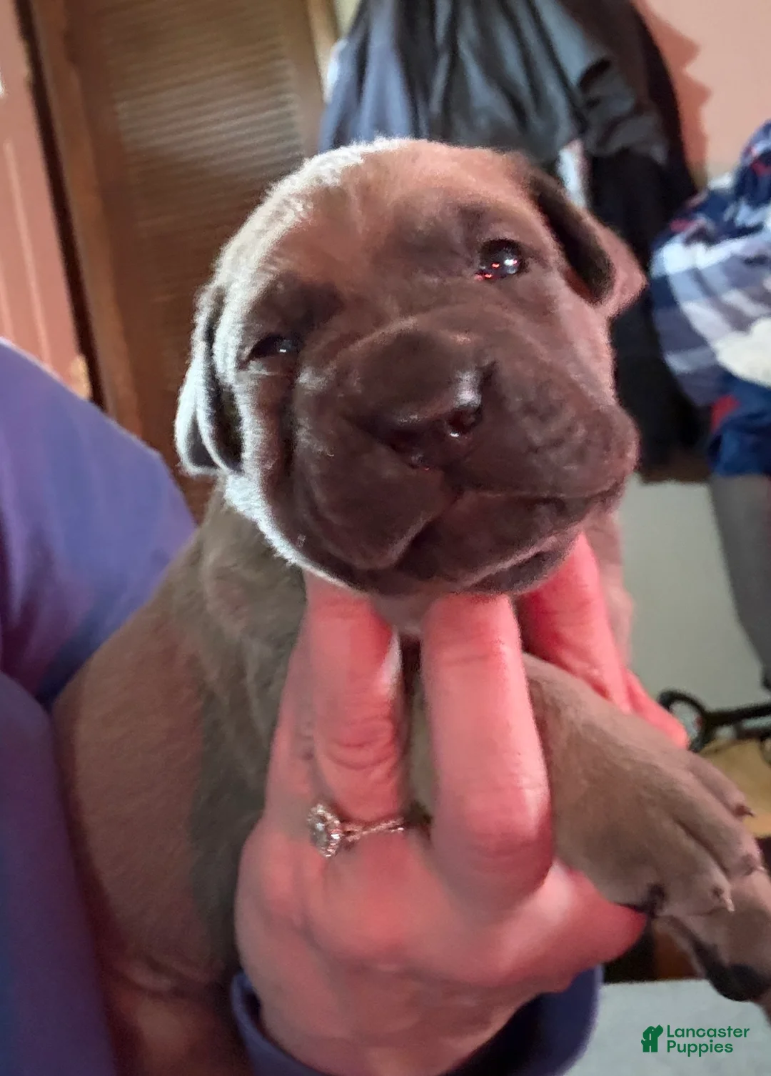 Cane Corso dogs for sale: Purple - Ad 1