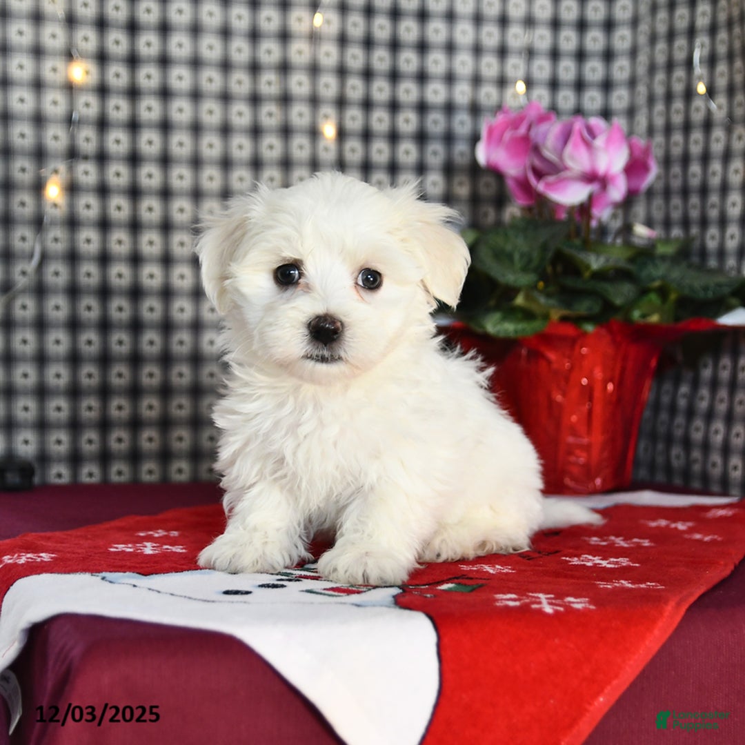Morkie dogs for sale: Tyler - Ad 1
