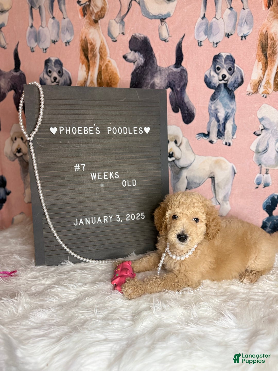 Standard Poodle dogs for sale: Standard Poodle Puppy 6 - Ad 4