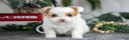 Chihuahua dogs for sale: Lily - Ad 2